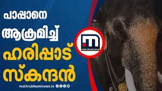 പാപ്പാനെ ആക്രമിച്ച് ഹരിപ്പാട് സ്കന്ദൻ; മദപ്പാടിലായിരുന്ന ആന പാപ്പാനെ കുത്തി! | Haripad Skandan