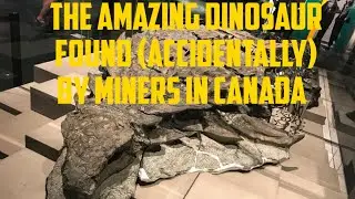 110-million-year-old Dinosaur well preserved discovered, accidentally by miners in Canada. invention