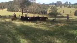 Working Dogs For Sale. Featuring 