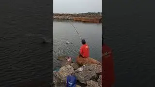 മത്തിയിൽ ഒരു കിടിലൻ കാരട്   #fishing #fisherman #seafishing #fish #shorts #casting