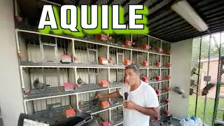 EL NEGR4 DE CAROL CITY 2024 REPRODUCTORES