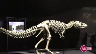 COSI Dinosaur Gallery Preview
