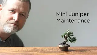 Bonsaify | Уход за веткой бонсай из можжевельника Маме