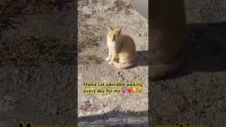 #andygibb #adoptstrays #straycat #feralcat #cute #catvideos #tabby #cutecat #funny #funnyshorts