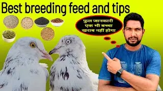 Best breeding feed and tips | जोड़े वाले कबूतरों के लिए बेस्ट दाना #kabootar #pigeon #irshadustad