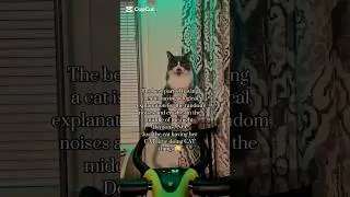 #cutecatshorts #meowmeowapp #cuteanimal #bestmeow #catlover #cutecat #cute #cutepet #catcute #funny