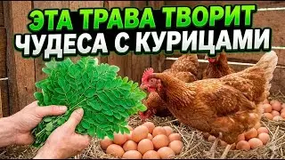 Добавь эти листья в корм и готовься собирать вдвое больше яиц без химии и затрат