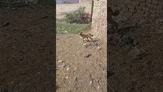 dog videos| dog sound | dog shop near me #viral #cow #viralreel #shortfeed #cutebaby #dogs #dog
