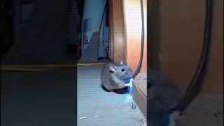 The electric shock didn&rsquo;t affect the rat at all #rat #funny #shorts