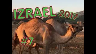 Израиль .2017. Крепость Масада .Ранчо Верблюды Негев Negev Camel Ranch