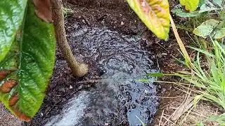 Como plantar arbol trasplantado