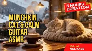 Munchkin Cat Guides You 99% Fall Asleep Fast 💤in Caf&eacute; | Acoustic Guitar ASMR