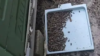 CBPV Update | All Colonies Now Infected at Quarantine Apiary | Tough Decisions Ahead