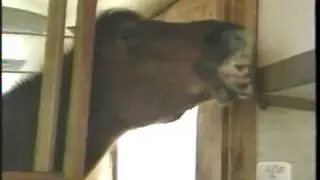 Animal miracles