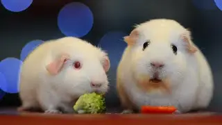 Guinea Pig Looks Stunned Whilst Eating Food