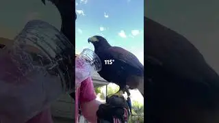 stay safe. it's hot out there. #hawk #fly #animals #water #refreshing #falconry