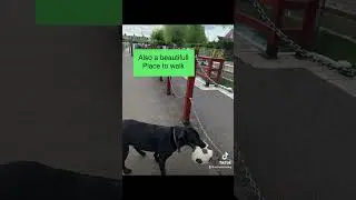 If your passing the lock say hi 🐾🐾 #oxfordcitydog #dogfriendlyuk #oxfordcity 🚣&zwj;♀️🚣🚣&zwj;♂️