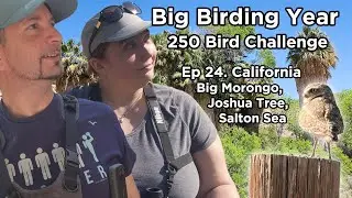 250 Bird Challenge in California Big Morongo, Joshua Tree, Salton Sea Feat. Burrowing Owl! Ep24