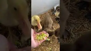 Hungry little duckies! #cuteanimals #cuteducks #duckling #ducks #homestead #ducklings