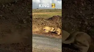 king  | memes #shorts #short #king #lion