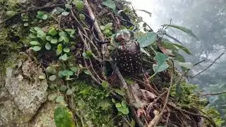 Huge and Beautiful Long arm beetle- Cheirotonus formosanus (Protection species in Taiwan)