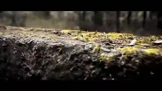 Гилевич София &laquo;Strange birds&rdquo;