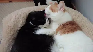 Cats Grooming Each Other | 4K