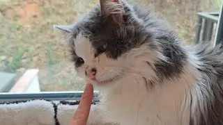 Booping the nose