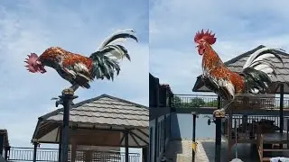 Rooster Crowing Compilation Plus - Rooster crowing sounds Effect 2023