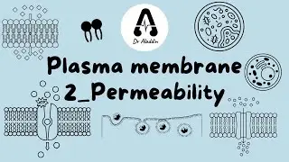 Plasma membrane ( 2- permeability) / الدرس 4 في مقياس السيتولوجي لسنة 1 طب و طب أسنان