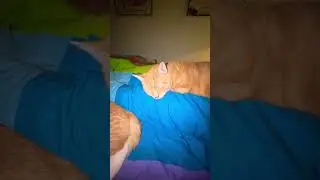 Goodnight From the 5-Cat Snuggle Squad&rdquo;😻
