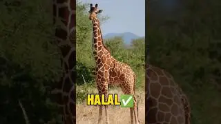 Haram And Halal Animals To Eat.        subscribe for part 2.                            #islam
