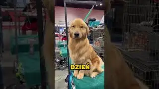 Najukochańszy Pies Świata🥰🦮