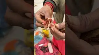 The real vermillion from the tree 😱 looked like Sita Maiya #viralvideo #shorts #shortsvideo