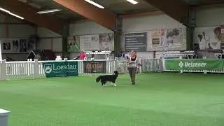 Andrea + Gypsy, FS 0, Offene Deutsche Meisterschaft Dogdance 2023 Albbruck