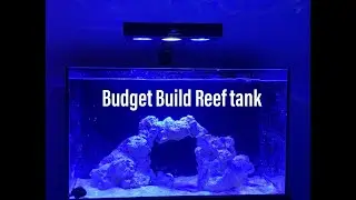 Budget Build Reef Tank