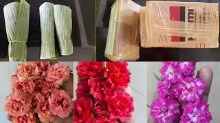 pathumani -Table rose - mossrose - portulaca packing |# malayalam |#Bloomgarden |