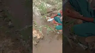 Baba g ki bate suno selag ke leye maki🌽 teyar Karne ke treka &hearts;️ GORSI DARI FARM🐄Nawan pand gujjarn 🌏