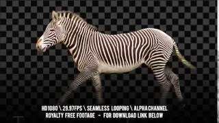 Zebra Running. Isolated and cyclical animation. Alpha channel included.