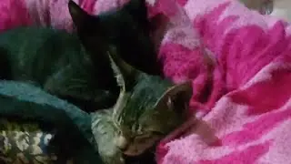 cat lover ay  is live हेलो फ्रेंड राधे राधे जय श्री कृष्णा