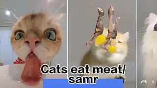 First-person perspective of a cat eating meat