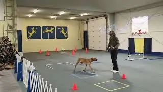 CARO Rally Working Rookie