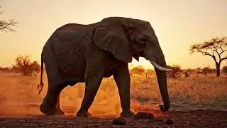 NATURE&rsquo;S WILDEST EXTREMES | EPISODE 5: MASTERS OF SENSES & INTELLIGENCE
