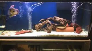 Giant Red Tail Gourami 18&rdquo;