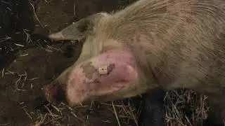Die Laute des Schweins #Schwein #Protestschwein #Tierlaute #GeräuscheDesSchweins #Grunzen #Sau