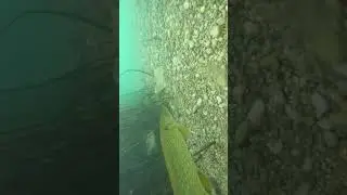 Lucio y barbos en antella