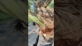 parapu thati gela mogiladhi kuda ebanfhi lekunda andhukuna prayatnam chedam# trending #viralshort