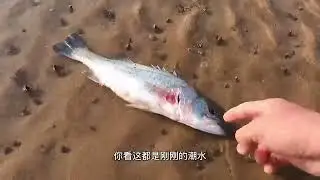大庆赶海发现一对大螺 退潮后发现...上#新农人计划2024 #我的乡村生活
