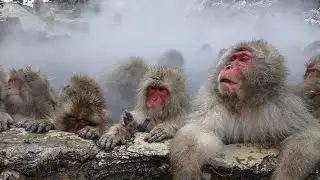 MONOS DE LA NIEVE (MACACO JAPONES)