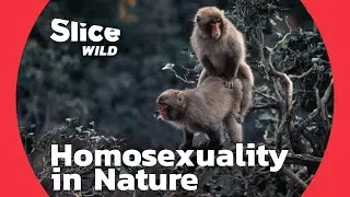 How common is homosexuality among the wildlife? | AI